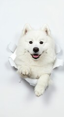 Majestic Samoyed Dog Peeking Through Torn Paper - Fluffy White Spitz Breed