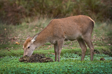 Young deer foraging in the shallow waters