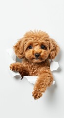 Adorable Toy Poodle Peeking Through Torn Paper - Fluffy and Intelligent Companion