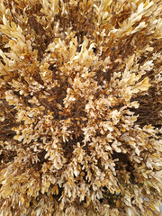 Shrub leaves dried in autumn. Closeup. Shot on phone camera
