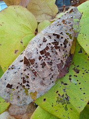 Leaves of a climbing bush, gnawed by caterpillars, located on a fence near a house. Closeup. Shot on a phone camera
