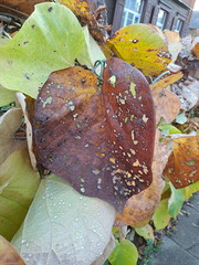 Leaves of a climbing bush, gnawed by caterpillars, located on a fence near a house. Closeup. Shot on a phone camera