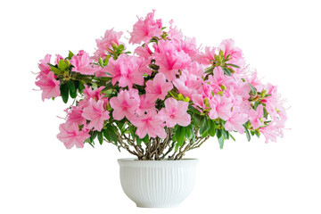Bright Pink Azalea Bush with Full Blooms Isolated on Transparent Background
