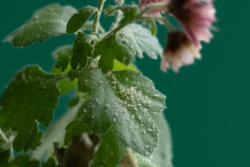 White flies greenhouse pest, whiteflies on green leaf
