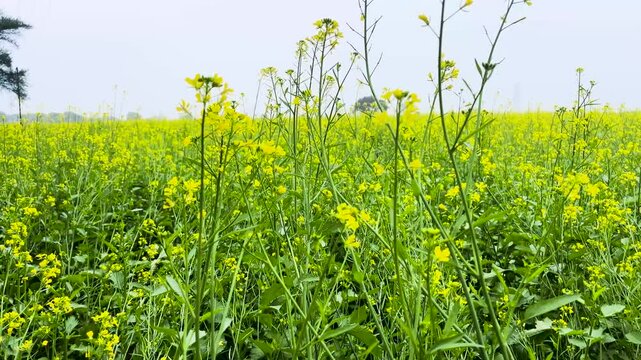 blowing mustard plants in the morning, organic mustard farming