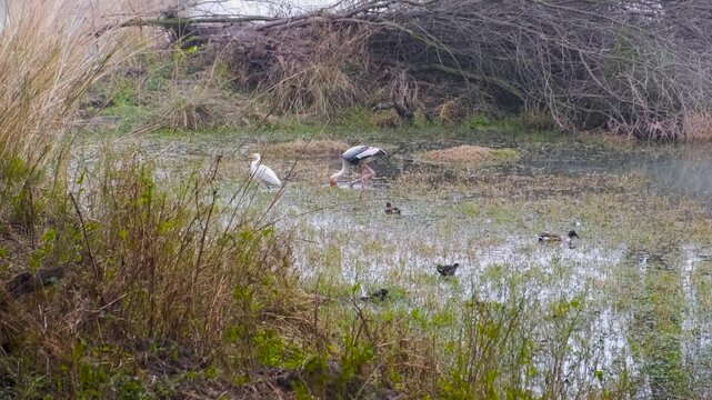 stork in a lake, view of a stork in an Indian national park