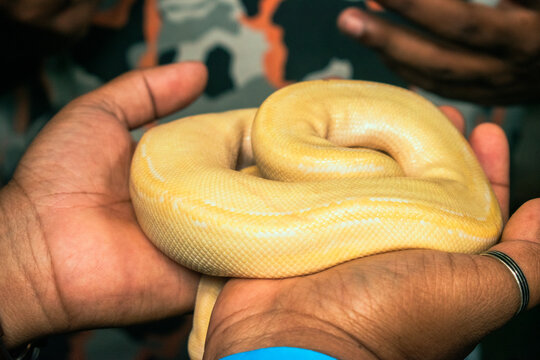 Closeup of a man holding yellow python in his hands.