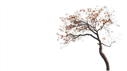 A barren tree with curled, brown leaves hanging on its sparse branches, casting faint shadows on a white background, symbolizing the end of its life cycle.