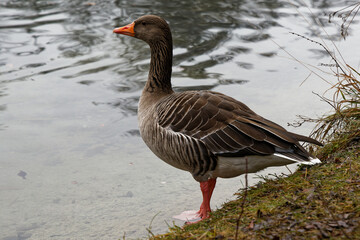 goose on the water