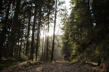 Fototapeta premium Hiking through a sunlit forest trail surrounded by tall trees in early morning light. Gorgany range during spring. Carpathian mountains, Ukraine