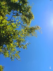 Green leaves and blue sky, early autumn photographed in UK