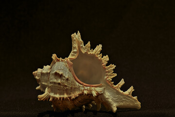 Elegant Seashell On Black Background