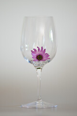 Purple Flower and Wine Glass Against Grey Background