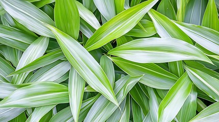 Obraz premium Lush Green Leaves Tropical Foliage Texture Background