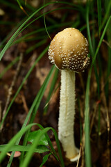 森の中の茶色いキノコ