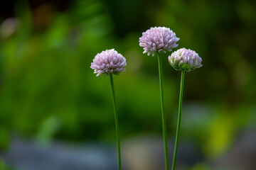 Obraz premium A photo of two slender, lavender-green grasses with buds on top.