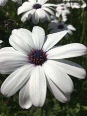Obraz premium Shrubby daisy bush flowers on dark background. Osteospermum fruticosum. Bright white petals.
