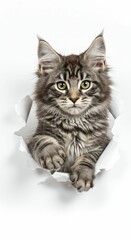 Obraz premium Majestic Maine Coon Cat Peeking Through Torn Paper - The Perfect Blend of Elegance and Curiosity