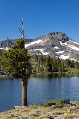 Alpine lake and snow covered peaks with a pine tree in the foreground, Sierra Nevada mountains,...