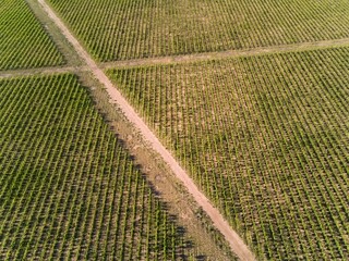 Lush vineyard in Mendoza, Argentina. Aerial view.