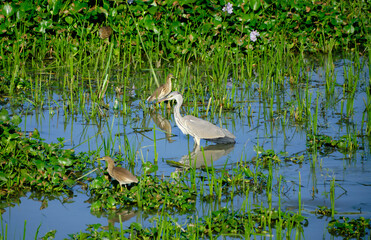 Grey heron with Indian pond herons in a marsh