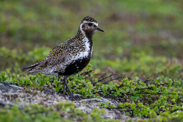 A golden plover in the northern Scandinavian fells