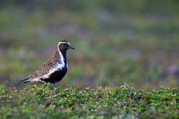 A golden plover in the northern Scandinavian fells