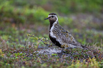 A golden plover in the northern Scandinavian fells