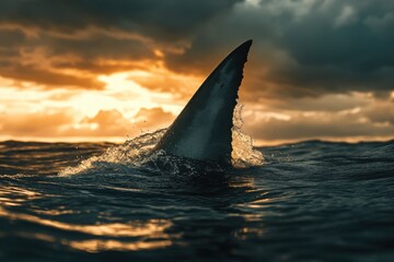 Fototapeta premium Shark Fin Emerging from Ocean at Sunset