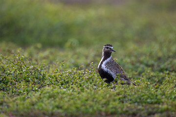 A golden plover in the northern Scandinavian fells