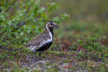A golden plover in the northern Scandinavian fells