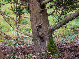 Treecreeper Feeding on a Fir Tree