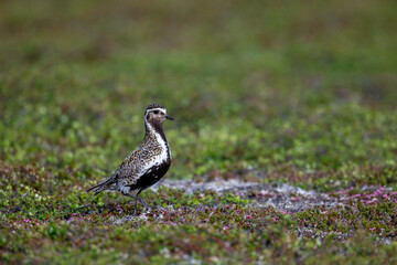 A golden plover in the northern Scandinavian fells