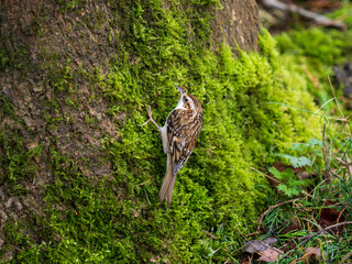 Treecreeper Feeding on a Fir Tree