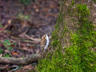 Treecreeper Feeding on a Fir Tree