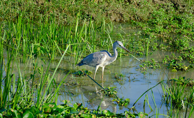 Solitary grey heron