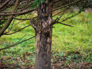 Fototapeta premium Treecreeper Feeding on a Fir Tree
