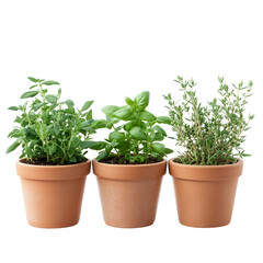 Obraz premium Herb Garden Pots Isolated on White