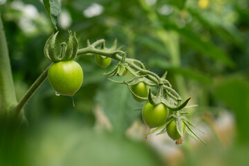 Green Tomatoes on the Vine.