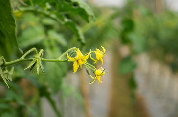 Bunch of yellow tomato flowers on a vine
