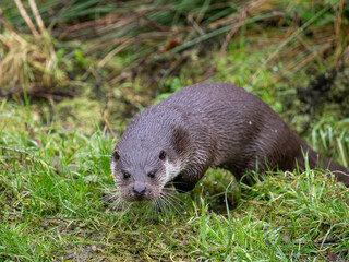 Otter Coming out a Lake