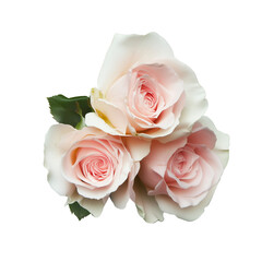 Freshly cut roses isolated on white
