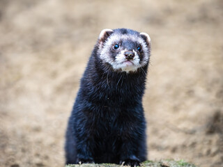 Close up of a Polecat