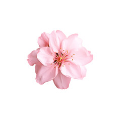 Fototapeta premium pink rose isolated on white