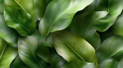 Lush Green Tropical Leaves Background: A Serene Nature Photography
