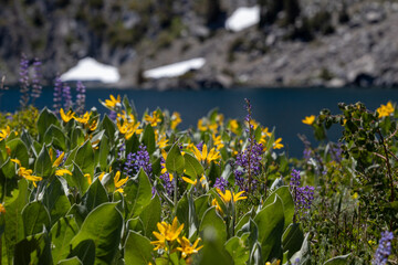 Alpine lake and wildflowers in the Sierra Nevada mountain range, Northern California