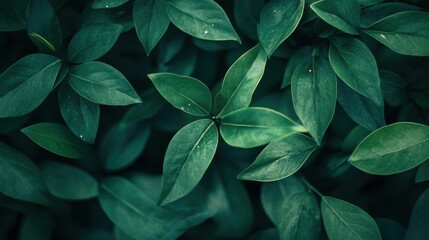 Deep Green Lush Foliage, Nature's Texture
