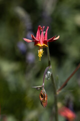 Columbine flower in Sierra Nevada mountain range, Northern California