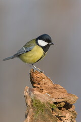 Parus major aka great tit perched on the tree branch in winter. Common bird in Czech republic. 