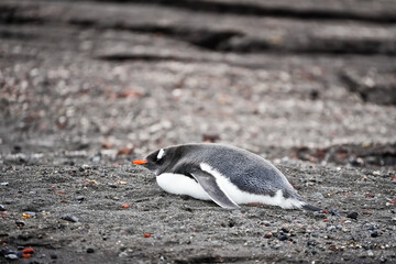lying penguin on the beach © SPARKLINGTRAVEL